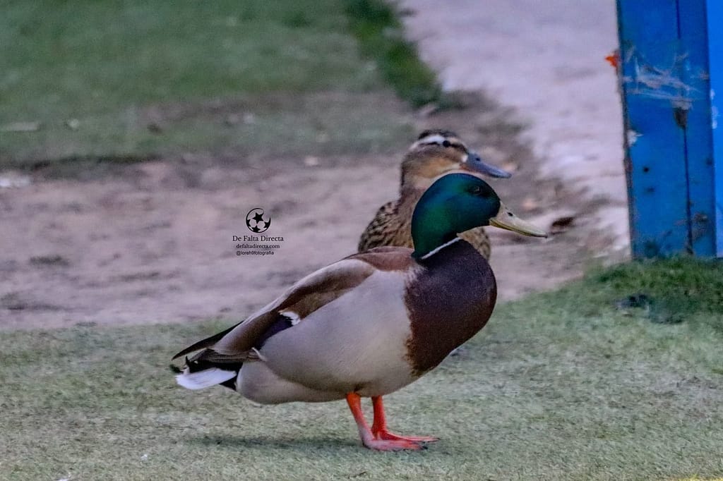 FOTOS MADRID CFF - LEVANTE UD